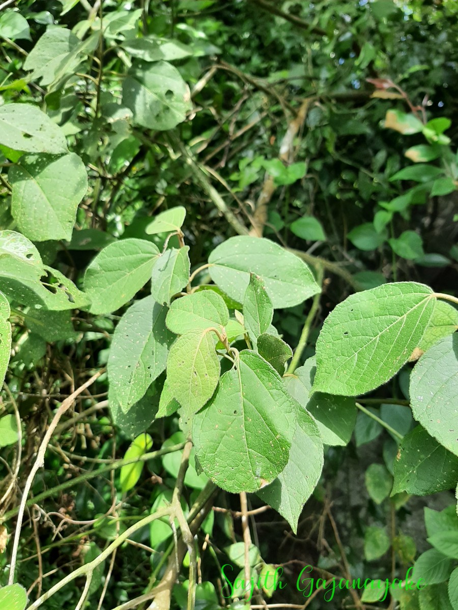 Croton laccifer L.